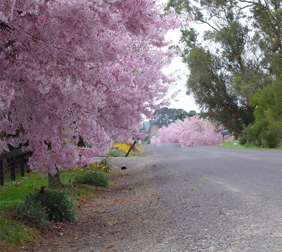 Blossoms at Mollybean Manor